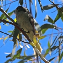 Pachycephala pectoralis at Paddys River, ACT - 3 Dec 2018