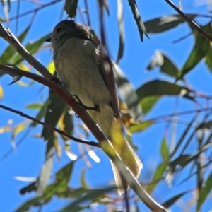 Pachycephala pectoralis at Paddys River, ACT - 3 Dec 2018