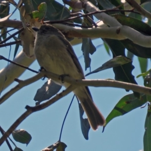 Pachycephala pectoralis at Paddys River, ACT - 3 Dec 2018