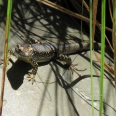 Eulamprus heatwolei (Yellow-bellied Water Skink) at Paddys River, ACT - 3 Dec 2018 by RodDeb