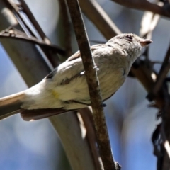 Pachycephala rufiventris at Paddys River, ACT - 3 Dec 2018