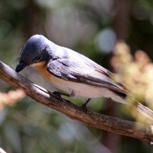 Myiagra rubecula at Paddys River, ACT - 3 Dec 2018