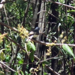 Myiagra rubecula at Paddys River, ACT - 3 Dec 2018 12:14 PM