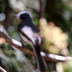 Myiagra rubecula at Paddys River, ACT - 3 Dec 2018