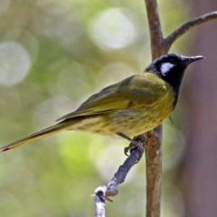 Nesoptilotis leucotis (White-eared Honeyeater) at Paddys River, ACT - 3 Dec 2018 by RodDeb