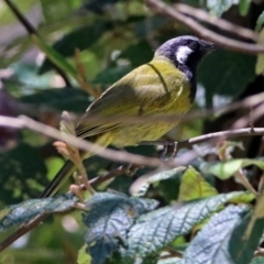 Nesoptilotis leucotis at Paddys River, ACT - 3 Dec 2018