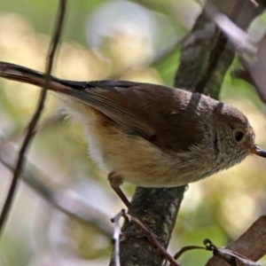 Acanthiza pusilla at Paddys River, ACT - 3 Dec 2018