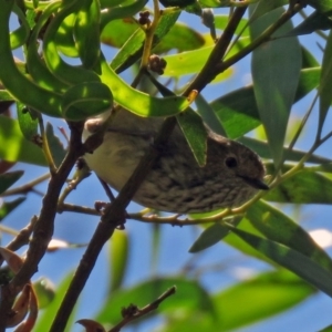 Acanthiza pusilla at Paddys River, ACT - 3 Dec 2018 01:49 PM