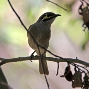 Caligavis chrysops at Paddys River, ACT - 3 Dec 2018