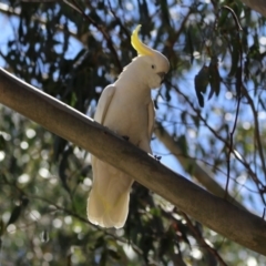 Cacatua galerita (Sulphur-crested Cockatoo) at Paddys River, ACT - 3 Dec 2018 by RodDeb