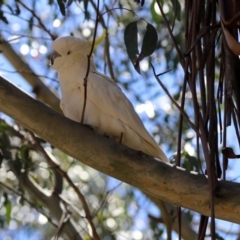 Cacatua galerita at Paddys River, ACT - 3 Dec 2018 02:09 PM