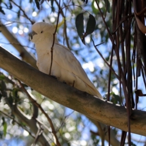 Cacatua galerita at Paddys River, ACT - 3 Dec 2018 02:09 PM