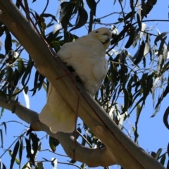 Cacatua galerita at Paddys River, ACT - 3 Dec 2018