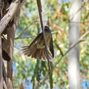 Rhipidura albiscapa at Paddys River, ACT - 3 Dec 2018 03:18 PM