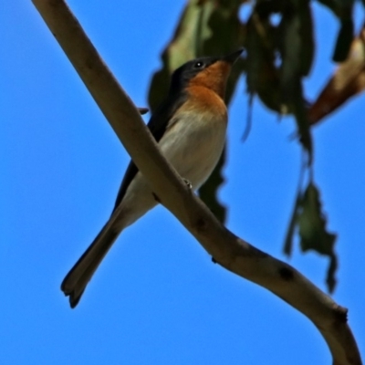 Myiagra cyanoleuca (Satin Flycatcher) at Paddys River, ACT - 3 Dec 2018 by RodDeb