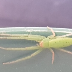 Cetratus rubropunctatus (Long green crab spider) at Higgins, ACT - 4 Dec 2018 by tsearles