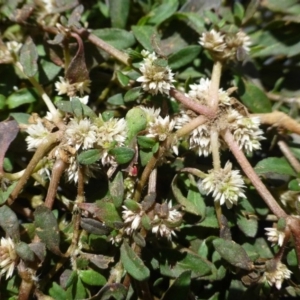 Alternanthera sp. A Flora of NSW (M. Gray 5187) J. Palmer at Greenway, ACT - 4 Nov 2018 12:00 AM