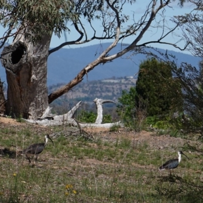 Threskiornis spinicollis (Straw-necked Ibis) at Hughes, ACT - 4 Dec 2018 by JackyF