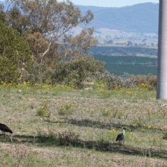 Threskiornis spinicollis at Hughes, ACT - 4 Dec 2018