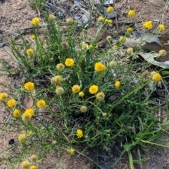 Calotis lappulacea (Yellow Burr Daisy) at Deakin, ACT - 2 Dec 2018 by JackyF