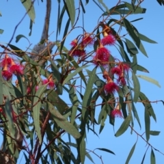 Eucalyptus leucoxylon (Yellow Gum) at Hughes, ACT - 3 Dec 2018 by JackyF