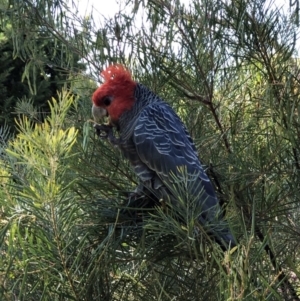 Callocephalon fimbriatum at Hughes, ACT - 4 Dec 2018