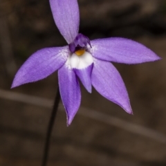 Glossodia major (Wax Lip Orchid) at Amaroo, ACT - 6 Oct 2018 by DerekC