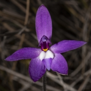 Glossodia major at Amaroo, ACT - 6 Oct 2018