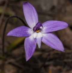 Glossodia major at Amaroo, ACT - 6 Oct 2018