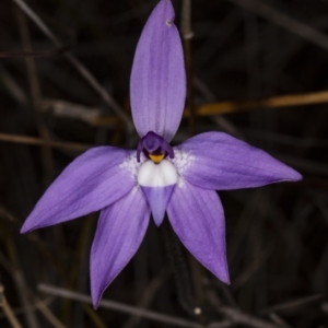 Glossodia major at Amaroo, ACT - 6 Oct 2018