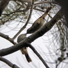 Acanthiza pusilla (Brown Thornbill) at Red Hill, ACT - 4 Dec 2018 by RodDeb