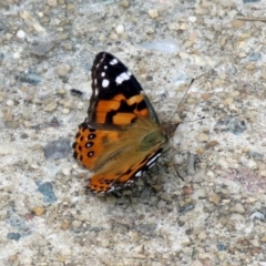 Vanessa kershawi (Australian Painted Lady) at Red Hill, ACT - 4 Dec 2018 by RodDeb