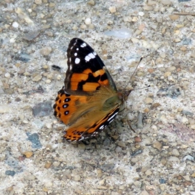 Vanessa kershawi (Australian Painted Lady) at Red Hill, ACT - 4 Dec 2018 by RodDeb