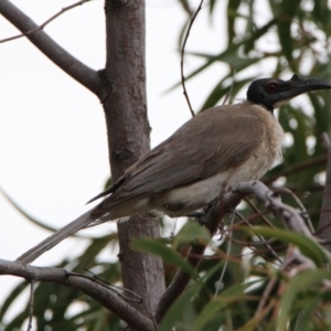 Philemon corniculatus at Red Hill, ACT - 4 Dec 2018