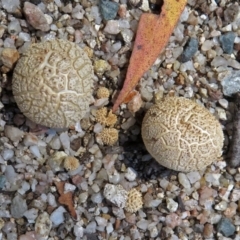 zz puffball at Paddys River, ACT - 2 Dec 2018 by RodDeb