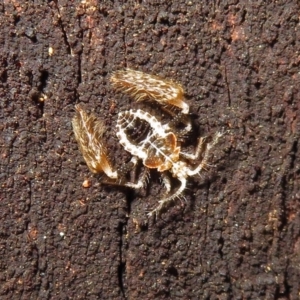 Ptilocnemus sp. (genus) at Paddys River, ACT - 3 Dec 2018 11:26 AM