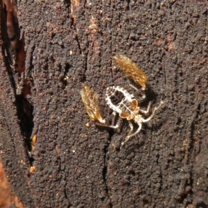 Ptilocnemus sp. (genus) at Paddys River, ACT - 3 Dec 2018