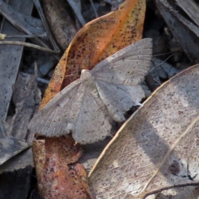 Scopula (genus) (A wave moth) at Paddys River, ACT - 3 Dec 2018 by RodDeb