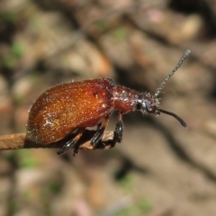 Ecnolagria grandis (Honeybrown beetle) at Paddys River, ACT - 3 Dec 2018 by RodDeb