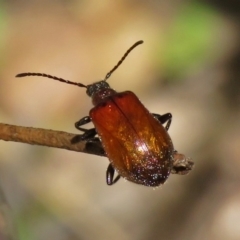 Ecnolagria grandis at Paddys River, ACT - 3 Dec 2018 11:57 AM