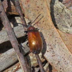 Ecnolagria grandis at Paddys River, ACT - 3 Dec 2018 11:57 AM