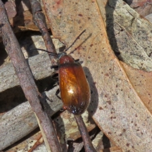 Ecnolagria grandis at Paddys River, ACT - 3 Dec 2018 11:57 AM