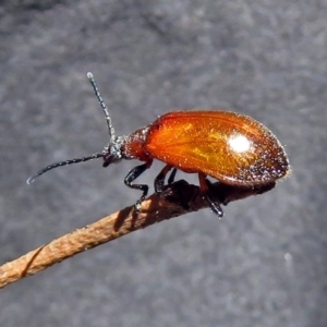 Ecnolagria grandis at Paddys River, ACT - 3 Dec 2018 11:57 AM