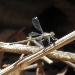 Austroargiolestes calcaris at Paddys River, ACT - 3 Dec 2018 12:40 PM