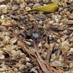 Austroargiolestes calcaris at Paddys River, ACT - 3 Dec 2018