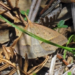 Epidesmia hypenaria at Paddys River, ACT - 3 Dec 2018