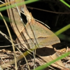 Epidesmia hypenaria at Paddys River, ACT - 3 Dec 2018