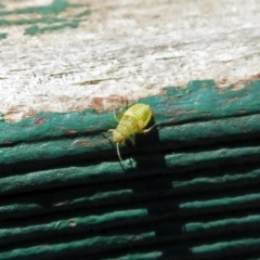 Miridae (family) (Unidentified plant bug) at Paddys River, ACT - 3 Dec 2018 by RodDeb