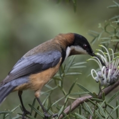 Acanthorhynchus tenuirostris (Eastern Spinebill) at Acton, ACT - 5 Nov 2018 by Alison Milton