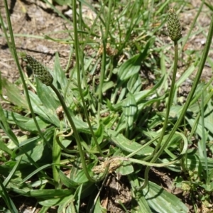 Plantago lanceolata at Canberra, ACT - 1 Dec 2018